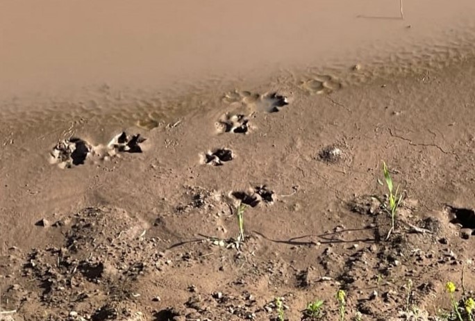 Nueva alerta por el avistamiento de un puma en Funes